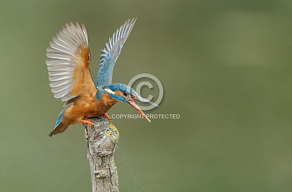 Kingfisher