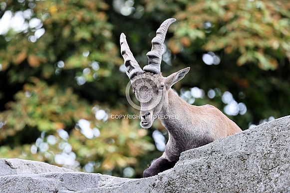 Alpine Ibex (Capra Ibex)