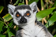 Ring Tailed Lemur