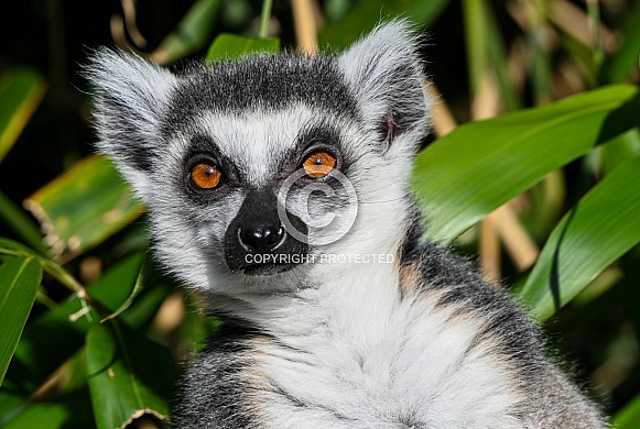 Ring Tailed Lemur
