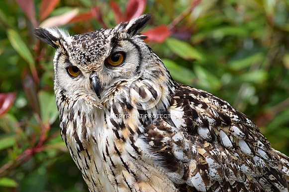 Bengal Eagle Owl