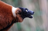 The red ruffed lemur (Varecia rubra)
