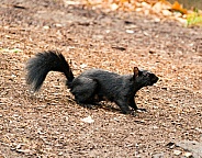Canadian Black Squirrel