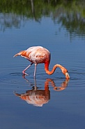 American flamingo - Galapagos Islands