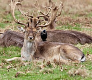Fallow Deer Stag and nesting Jackdaw