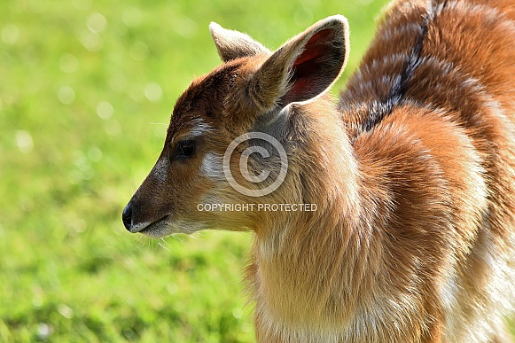Eastern Bongo Eastern Bongo