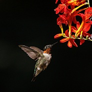 Ruby throated hummingbird approaching a red flower
