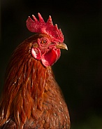 Chicken (hen)