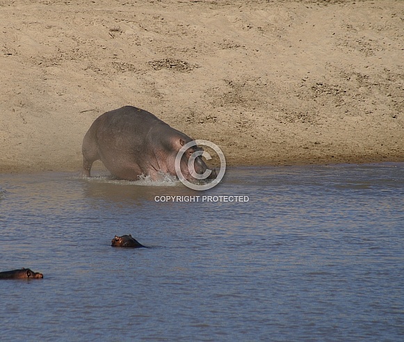 Hippo