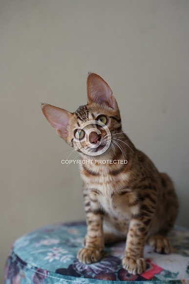 Savannah Cat
