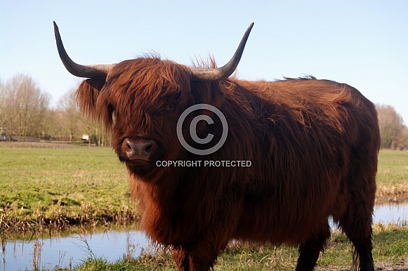 Scottish Highland Cow Scottish Highland Cow