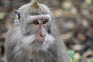 Macaque