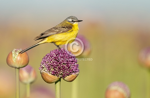 Yellow Wagtail bird Yellow Wagtail bird