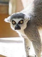Lemur