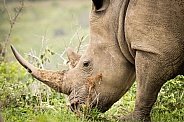 Rhino eating grass