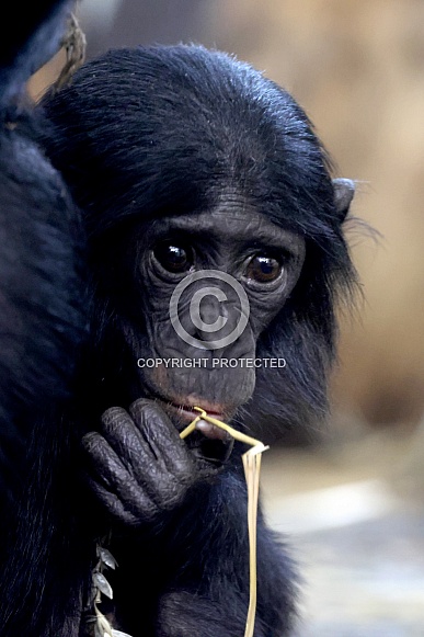 bonobo (Pan paniscus) bonobo (Pan paniscus)