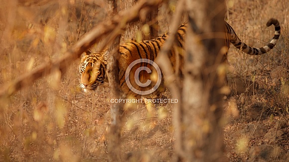 Beautiful tiger in the nature habitat. Tiger pose in amazing light. Wildlife scene with wild animal. Indian wildlife. Indian tiger. Panthera tigris tigris.