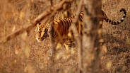 Beautiful tiger in the nature habitat. Tiger pose in amazing light. Wildlife scene with wild animal. Indian wildlife. Indian tiger. Panthera tigris tigris.