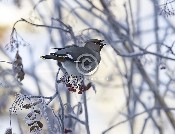 Bohemian Waxwing Eating Mountain Ash Berries Bohemian Waxwing Eating Mountain Ash Berries