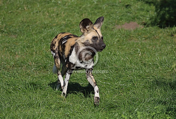 Painted Dog (African Hunting Dog) Painted Dog (African Hunting Dog)