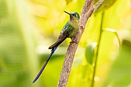 The violet-tailed sylph, a species of hummingbird