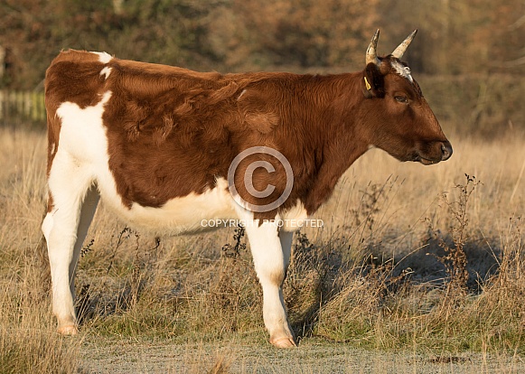Ayrshire Cow with Horns