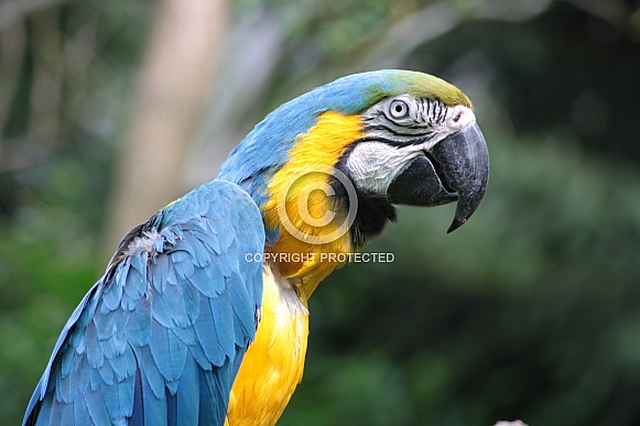 Blue and Gold macaw