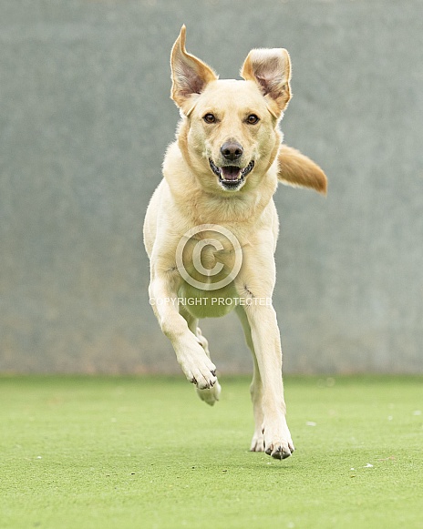 Yellow Labrador Playing