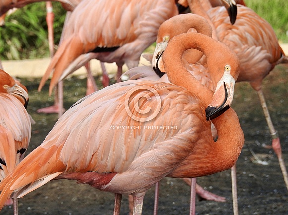 Flamingos