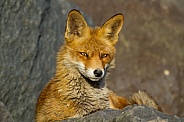 Red fox in Nature