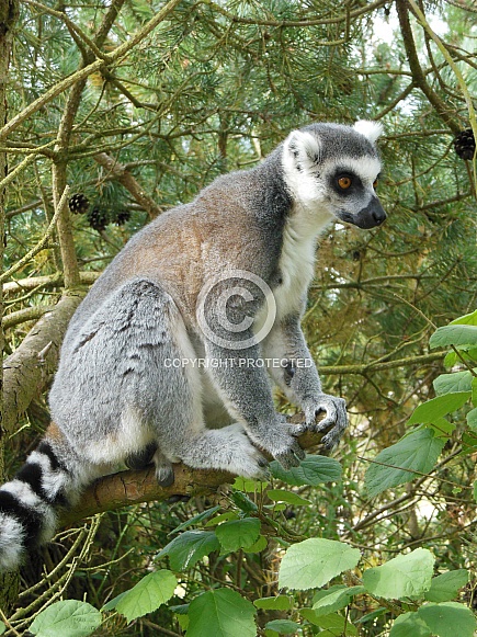 Lemur in tree
