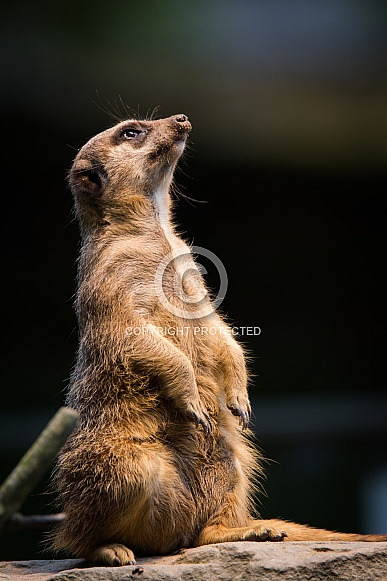 Meerkat