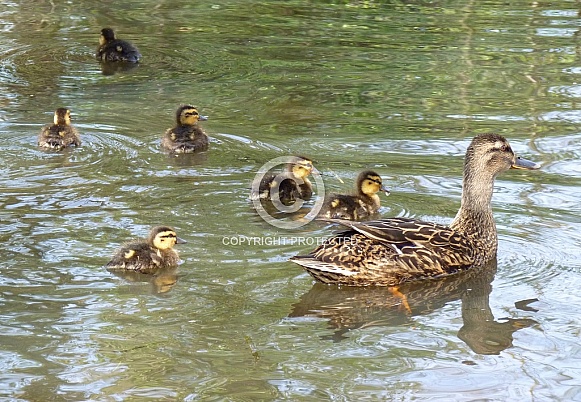 Mallard Duck & Ducklings