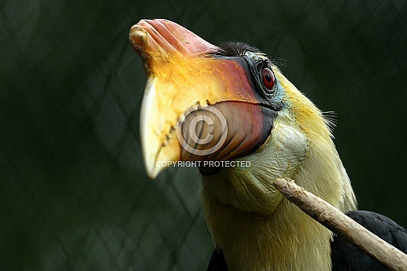 Wrinkled Hornbill Wrinkled Hornbill