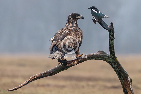 European Eagle and a magpie