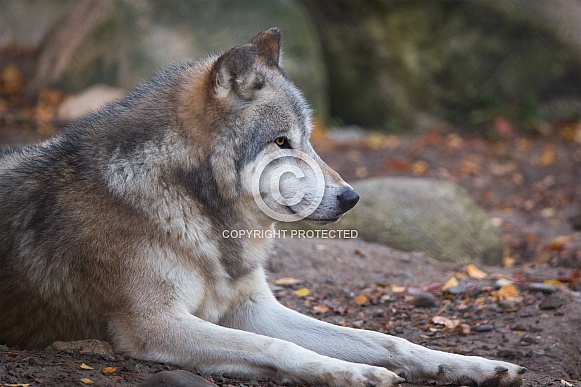 eastern timber wolf