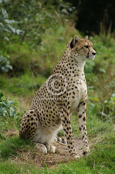 Cheetah