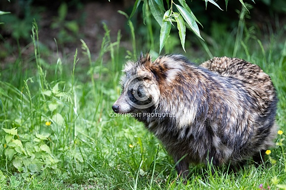 Racoon dog Racoon dog