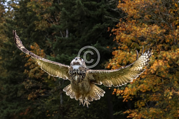 Eurasian Eagle Owl
