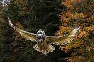 Eurasian Eagle Owl