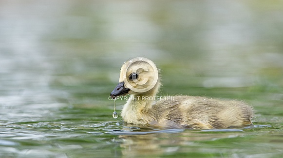 Canada Goose Chicks