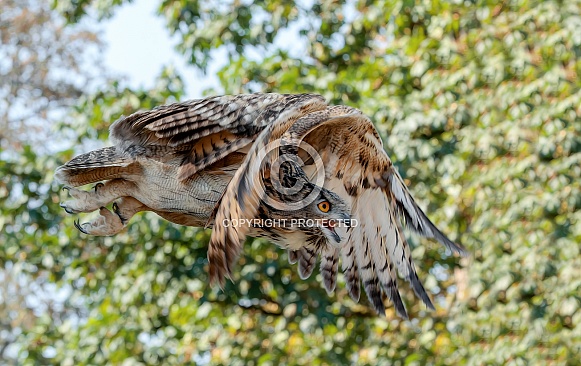 Eurasian Eagle Owl--Eurasian Eagle Owl In Flight