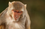 Macaque rhesus on the wall with beautiful blurry background