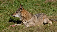 Red wolf
