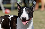 Happy close up photo of a mini bull terrier