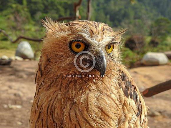 Buffy Fish Owl