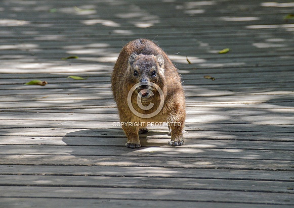 Dassie