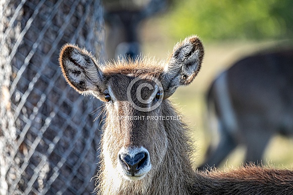 Waterbuck