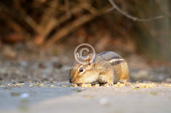Chipmunk