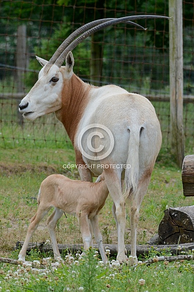 Scimitar-Horned Oryx